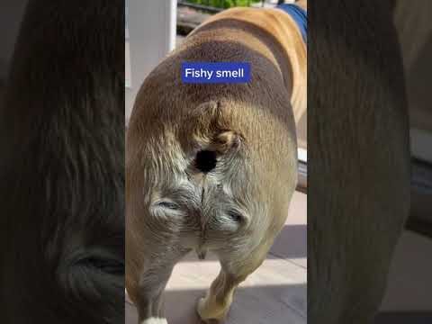 5 Warning Signs Your Dog Is Sick! 😢 #shorts