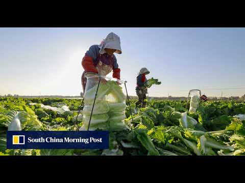 Rural China Embraces AI: How Technology is Transforming Farming and Daily Life