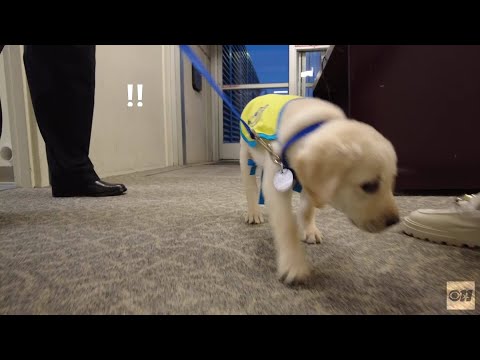 Day in the life of Canine Companion, Lonestar