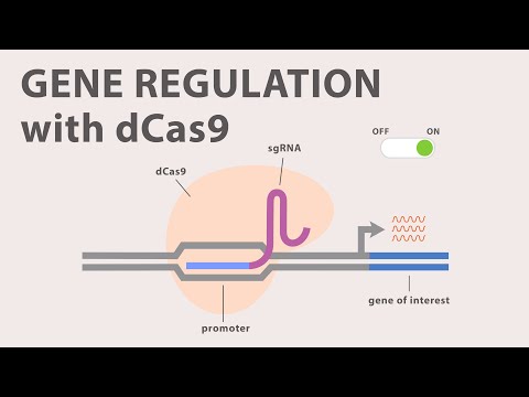 4) CRISPR Cas9 - Gene Regulation with dCas9