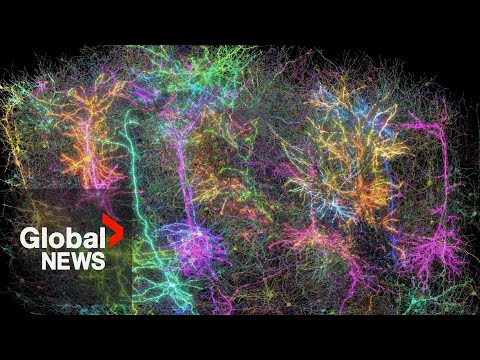 Scientists map part of a mouse&#039;s brain by making it watch &#039;The Matrix&#039;