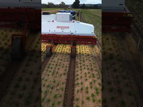 Laser Weeding Robot: How AI is Transforming Agriculture #shorts #technology #farming