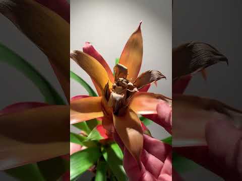You haven’t killed your Bromeliad! #plants #plantcare #houseplants #bromeliads