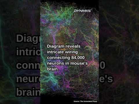Scientists map part of a mouse&#039;s brain that&#039;s so complex it looks like