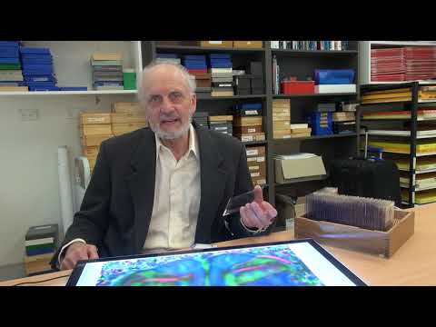 Neuroscientist discovers hidden region of the human brain