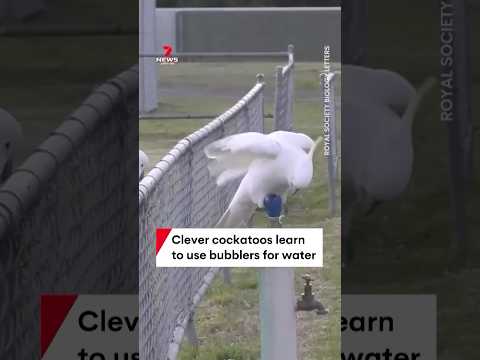 Clever cockatoos in Sydney learn to use bubblers to drink water