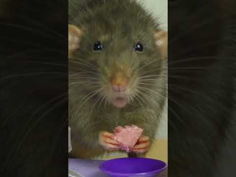 Do You Know How Rat Poison Works??? #pestcontrol #rats #home #didyouknow