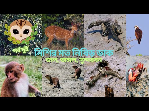 Irresistible Call of Water and Wilderness: The Sundarbans(II) #wildlife #nature #forest