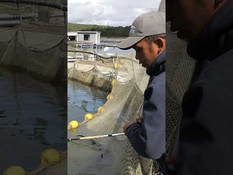 #Sturgeon are tricky and expensive to raise compared to other farm fish like salmon. #caviar