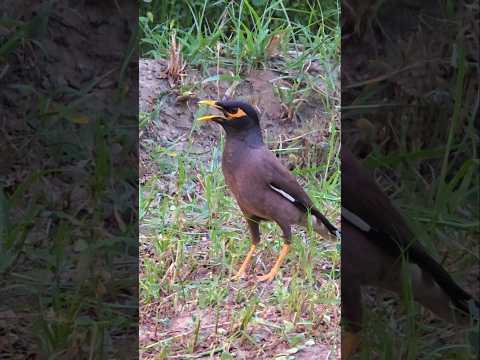 myna bird call #nature #hdr