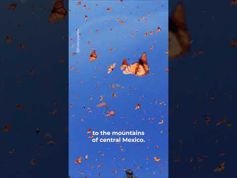 The great monarch migration #monarchbutterfly #butterfly #mexico