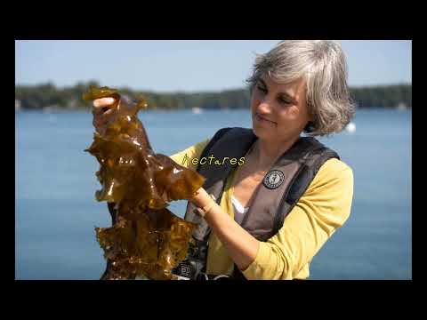 Unlocking Algae: 14 Bioplastic Mysteries Revealed!