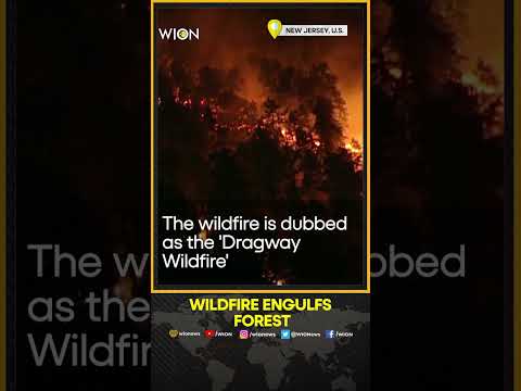 Wildfire engulfs forest in New Jersey