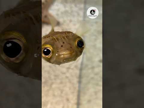 Pufferfish 🐡: The Deadly Inflating Toxin