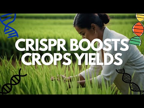 Gene Editing Breakthrough: New Technique Boosts Crop Photosynthesis