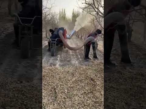 $1M/year from Dates? Inside China&#039;s Most Profitable Jujube Farm#Smart Agriculture #Xinjiang Jujubes