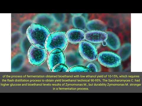 Process Fermentation of Filtrate Bamboo with Saccharomyces Cerevisiae and Zymomonas Mobilis