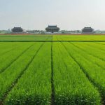 Cutting-Edge AI Revolutionizes Agriculture in China’s Heartland