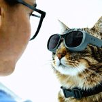 The Next Frontier in Tech: How Pet Wearables Are Revolutionizing Animal Care
