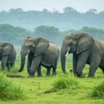 The Unexpected Power of Global Connectivity: Transforming Wildlife Conservation