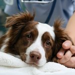 How the Future of Veterinary Care is Revolutionizing Pet Wellness