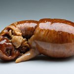 Pig Kidney Xenografts: The $10B Medical Breakthrough Set to Disrupt Transplants by 2028 (2025)