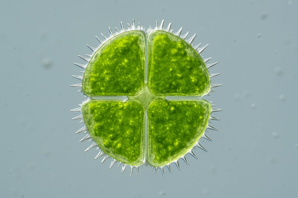 Desmidaceae Microalgae Taxonomy: 2025’s Game-Changer for Biotech & Sustainability Revealed Desmidaceae Microalgae Taxonomy: 2025’s Game-Changer for Biotech & Sustainability Revealed