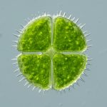 Desmidaceae Microalgae Taxonomy: 2025’s Game-Changer for Biotech & Sustainability Revealed