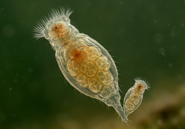 Amphimictic Reproduction in Rotifers: Unlocking Nature’s Genetic Powerhouse (2025)